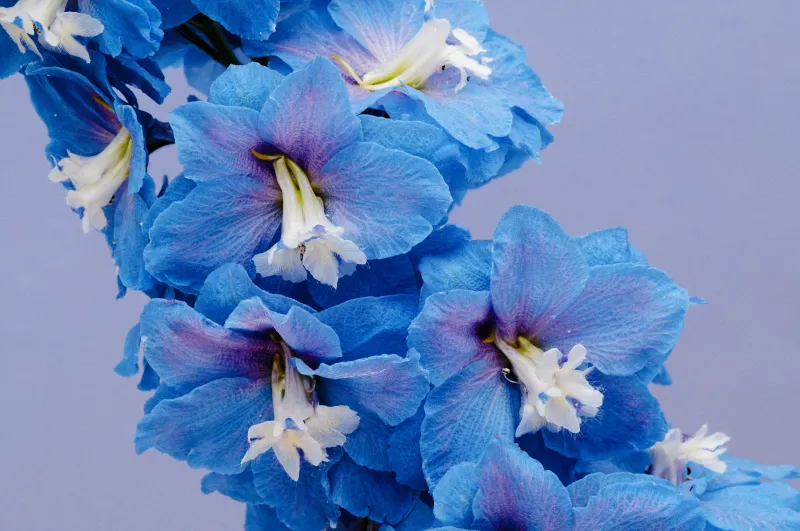 Blue delphinium flowers, Lavender background, Blossom, 5K wallpaper