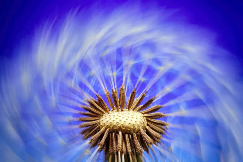 Dandelion seed head, Macro photography, Dandelion flower, Blue background, Close-up, 5K wallpaper