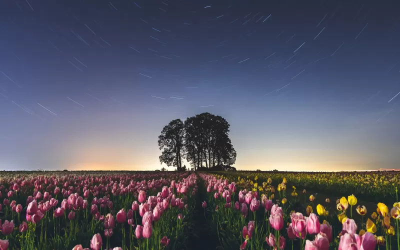 Tulip Field, Star Trails, Pink flowers, Night sky, Long exposure, Landscape, Silhouette, Trees, Flower garden, 5K
