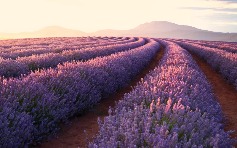 Lavender fields, Lavender flowers, Sunrise, Mountains, Pattern, Landscape, Flower garden, Purple Flowers