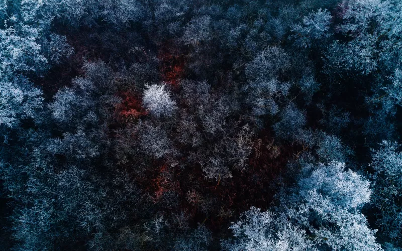 Winter forest, Snow covered, Aerial view, Birds eye view, Drone photo, Trees