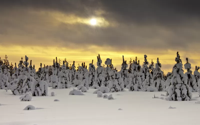 Snowy Trees, Landscape, Winter, Sunset, Snow covered, Sun rays, Cloudy Sky