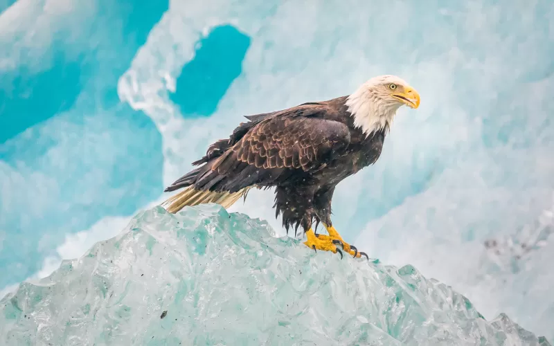 Eagle, Iceberg, Birds of Prey, Raptors, Carnivorous bird, Winter, Closeup