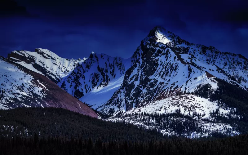 Snowy mountain peaks, Dark blue sky, Pine forest, 4K wallpaper