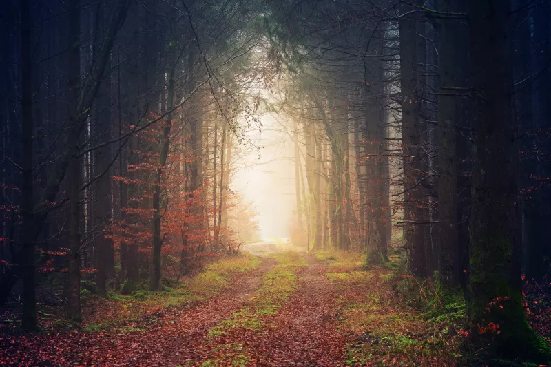 Autumn forest path, Foggy woods, Sunlight, 5K wallpaper