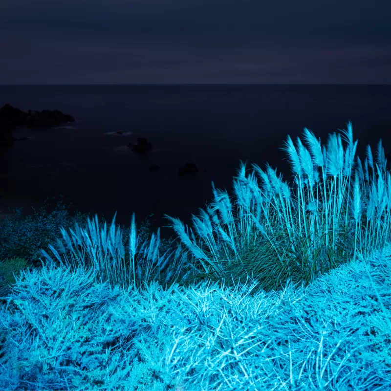 macOS Big Sur, Night, Grass, Infrared vision, Stock, 5K