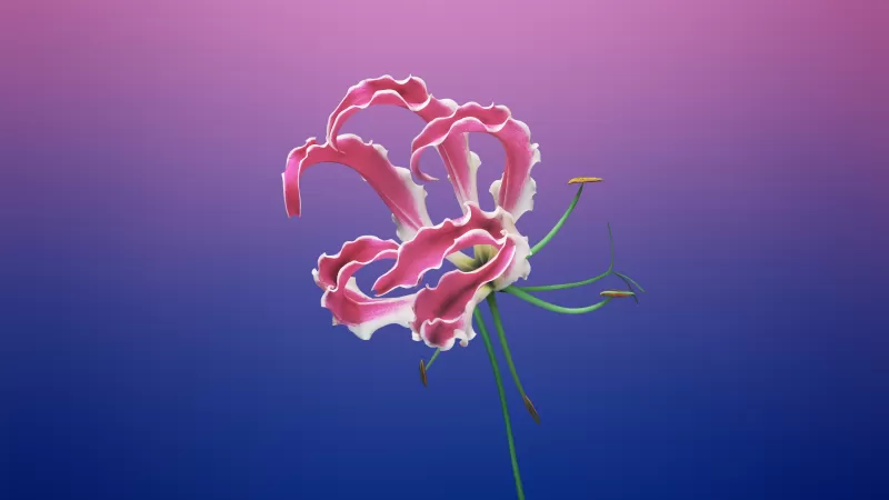 Floral, Gradient background, iOS 11, macOS Mojave, Stock, Girly, Aesthetic, 5K