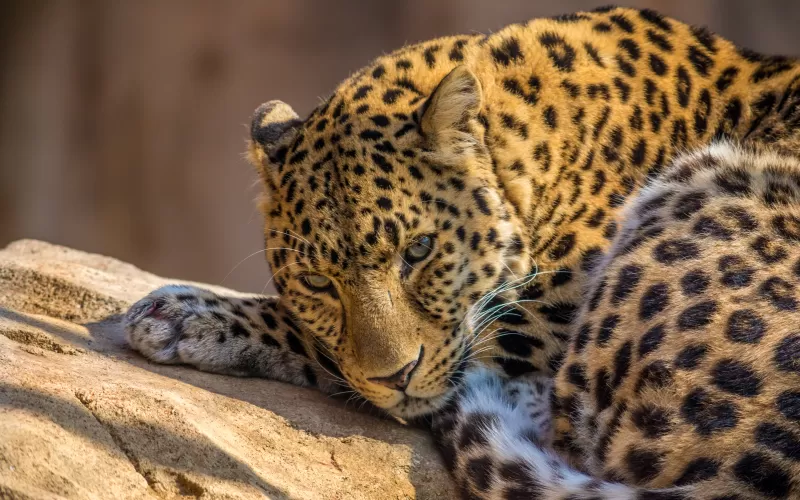 Leopard, Wild animal, Carnivore, Predator, Closeup, Face, Big cat, Staring, 5K