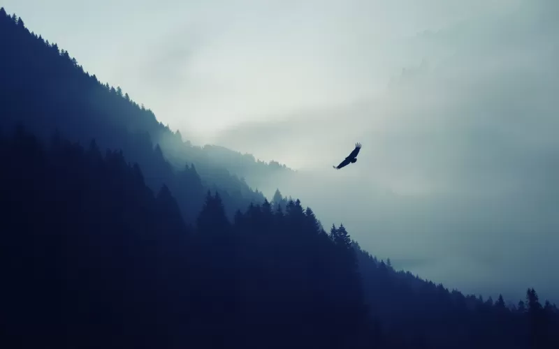 Eagle over misty forest wallpaper, Blue mountains, Bird silhouette