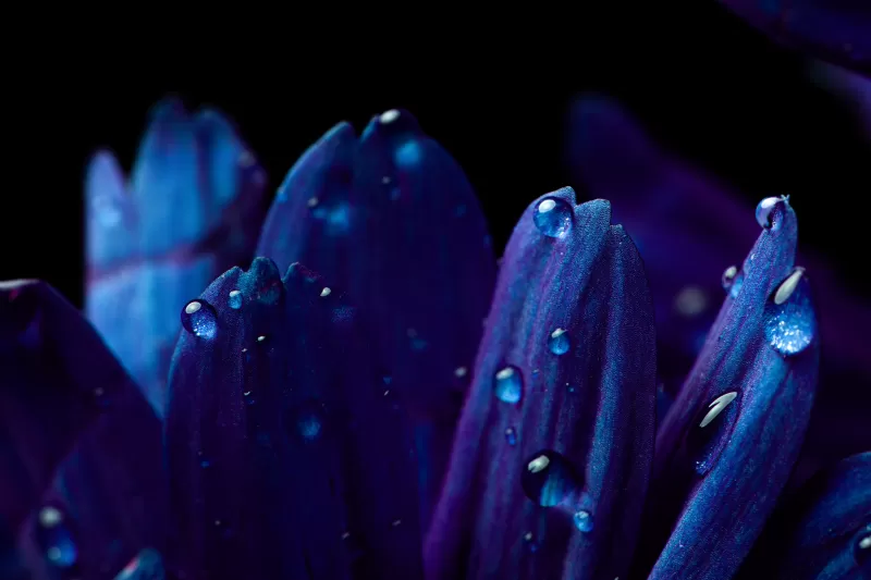 Blue flower, Petals, Macro, Vivid, Close up, Dew Drops, Dark, Droplets