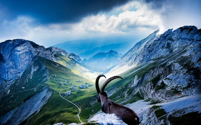 Alpine ibex wallpaper, Mount Pilatus, Swiss valley