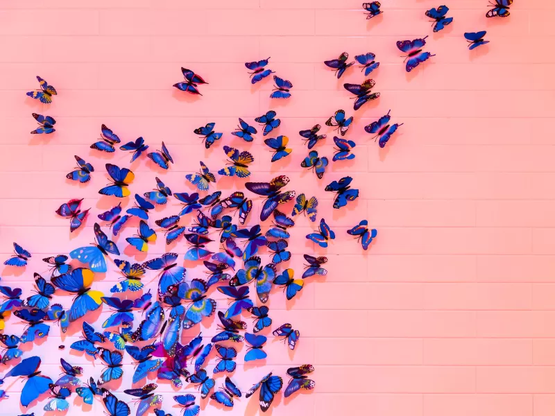 Blue butterfly, Pink background, Wall, Decoration, Colorful, Beautiful, Aesthetic, 5K