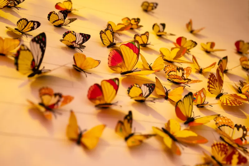 Colorful butterflies, Aesthetic, Wall Decorations, Yellow Butterflies, Closeup, Assorted, Beautiful, 5K