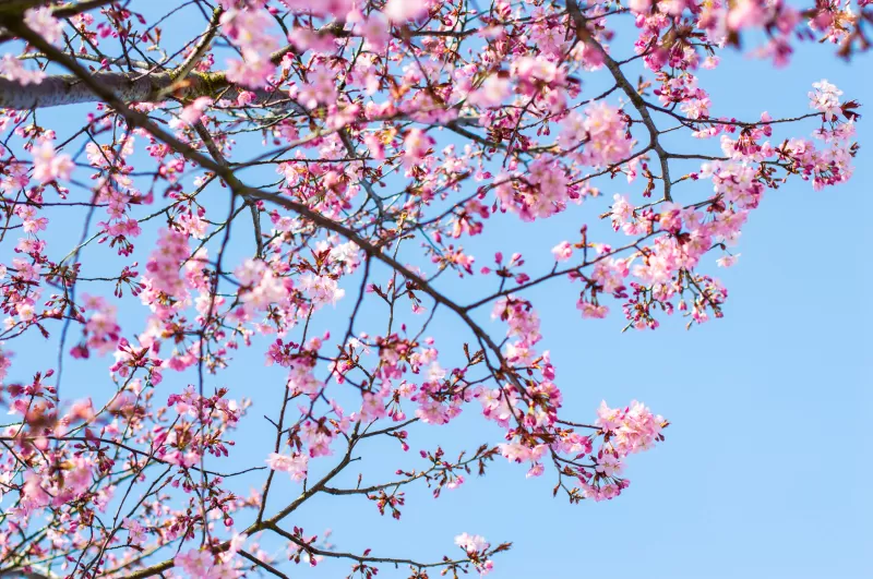 Cherry blossom, Pink flowers, Blue Sky, Clear sky, Spring, Tree Branches, 5K