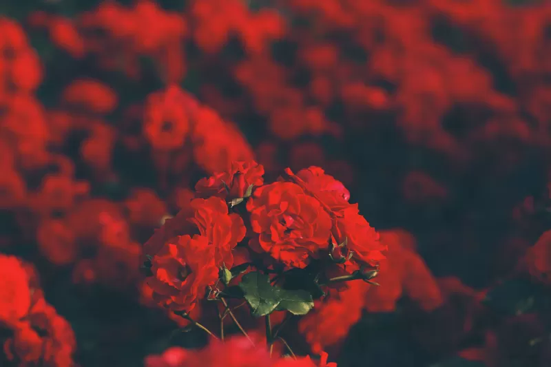Red flowers, Floral, Blur background, Flower garden, Blossom, Bokeh, Bloom, Selective Focus, 5K