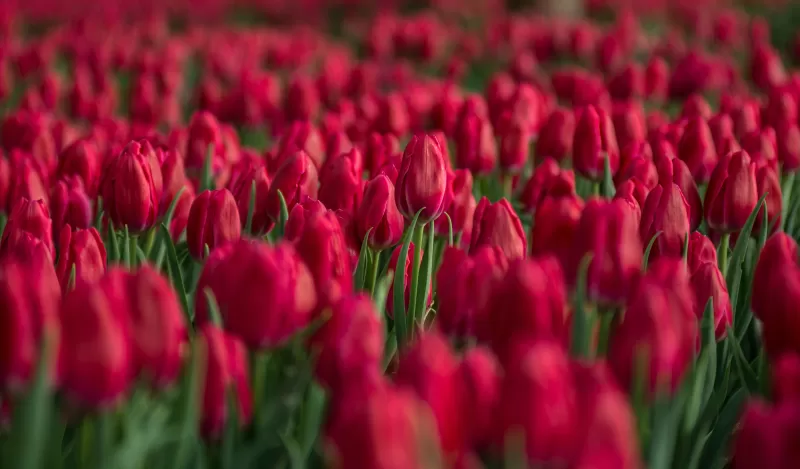 Red Tulips, Tulips field, Close up, Blossom, Bloom, Spring, Colorful, Floral Background, Bokeh, Selective Focus, 5K