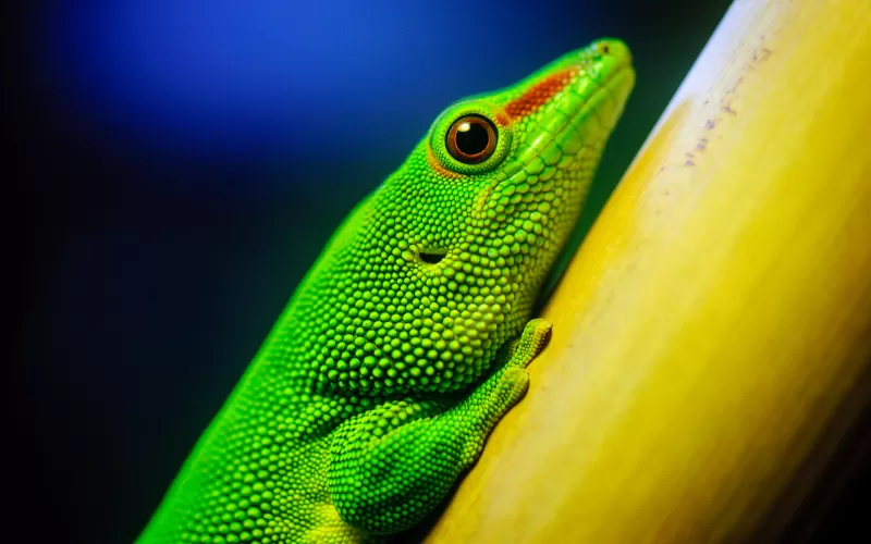 Green Lizard, Closeup, Macro, Reptile, Vivid, HDR