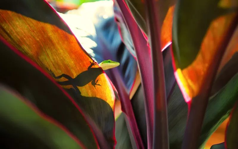 Anole lizard silhouette wallpaper, Ti plant leaves, Macro