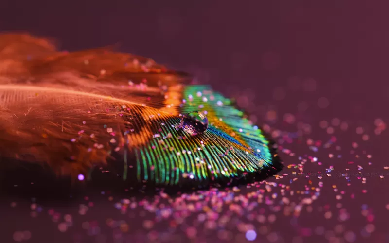 Peacock feather, Aesthetic, Water drop, Selective Focus, Macro, Close up, Blur background