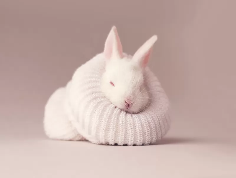 White rabbit, Newborn, Baby bunny, Sock, Cute bunny, Aesthetic