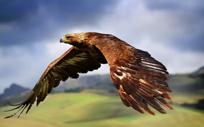 Raptor, Birds of Prey, Carnivorous birds, Flying, Mid Air, Blur background