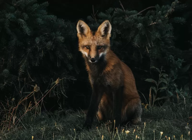 Brown Fox, Green Grass, Dark background, Canine, Wildlife, Forest