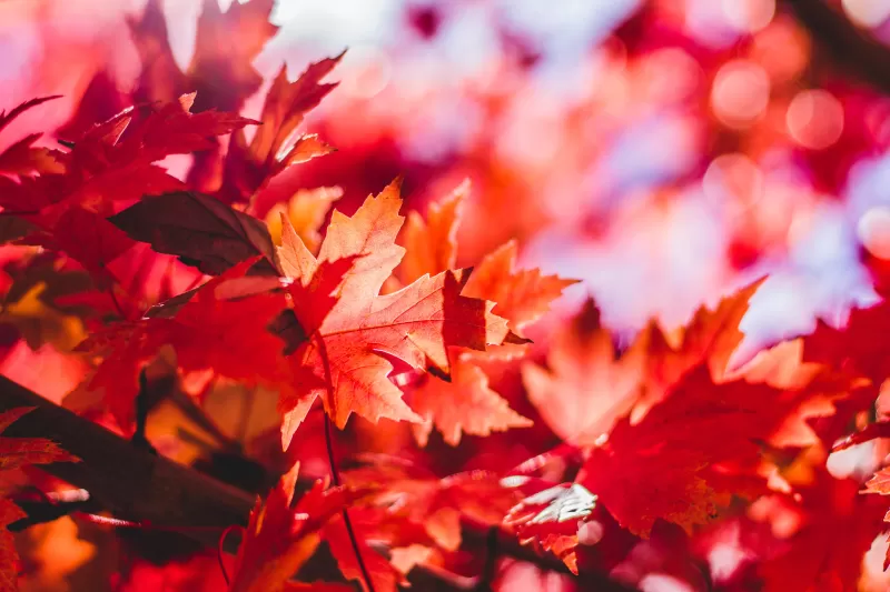 Red maple leaves, Autumn bokeh, Macro, 5K wallpaper