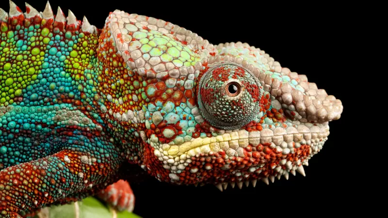 Chameleon, Lizard, Multicolor, Closeup, Macro, Pattern, Black background, AMOLED, HDR