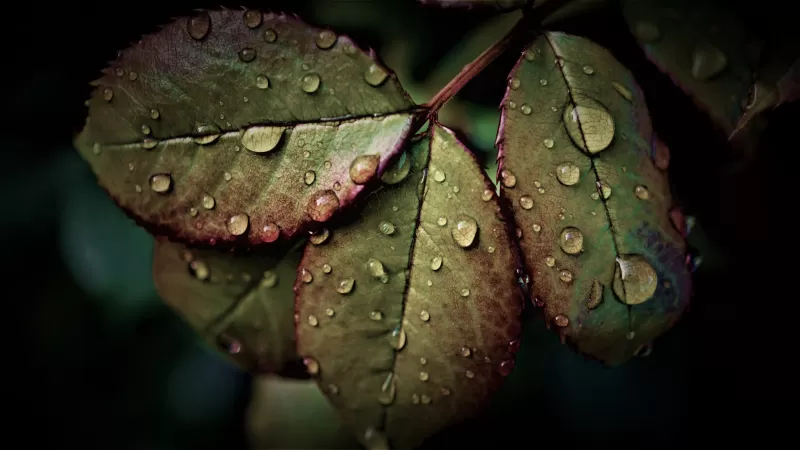 Wet Leaves, Rainy Weather, Water drops, Closeup, Macro, Rain drops, HDR, Pattern, 5K background