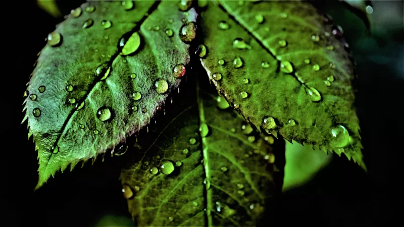 Green leaves Pattern, Water drops, Dew Drops, Closeup, Macro 5K wallpaper, Fresh, Wet Leaves, Greenery, Dark background