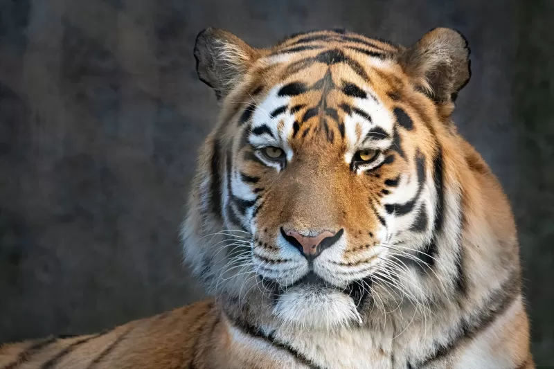 Bengal Tiger, Portrait, Close up