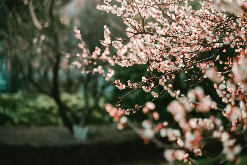 Cherry blossom, Bokeh Blur background, Selective Focus, Pink flowers, Spring, 5K, 8K wallpaper