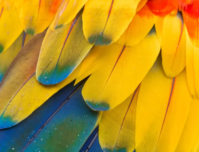 Macaw Feathers Pattern, Multicolor, Colorful, Closeup, Macro, Water drops, Texture, Scarlet macaw