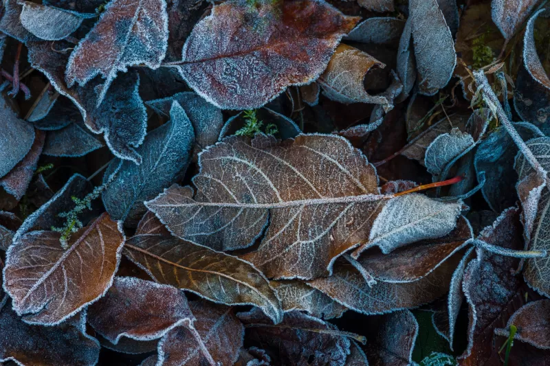 Frosted autumn leaves, Winter morning, Macro, 4K wallpaper