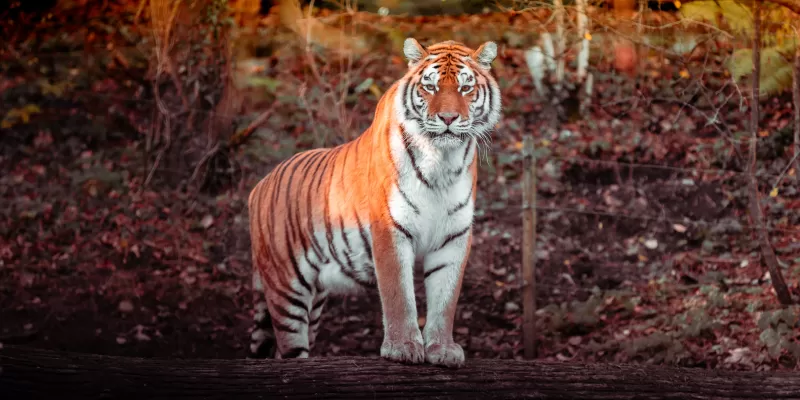 Tiger, Big cat, Carnivore, Predator, Forest, Zoo, Tree Trunks, Daytime, Panorama, Wildlife, 5K