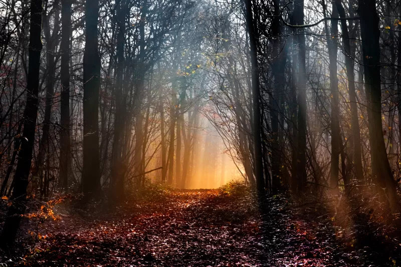 Misty forest path, Golden sunbeams, Autumn woods, 5K wallpaper