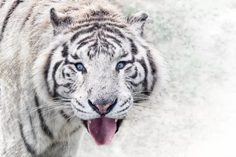 White tiger, Winter, Zoo