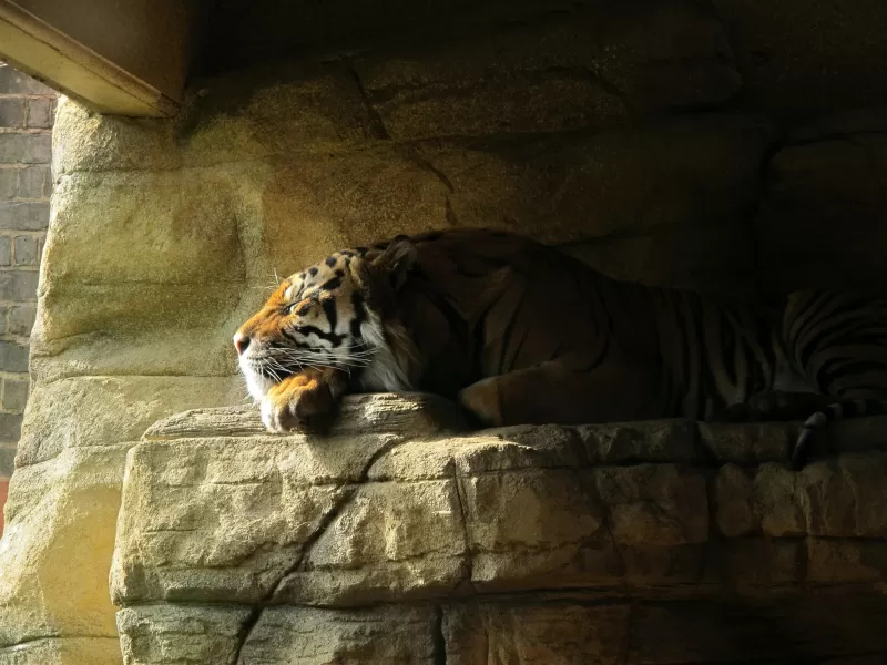 Sleeping Tiger, Rock, Big cat, Carnivore, Predator, Sun light, Zoo