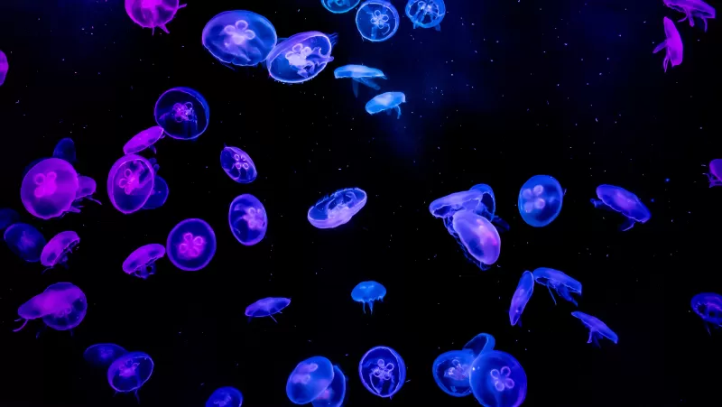 Jellyfishes, Blue, Purple, Black background, Underwater, Glowing, Aquarium, Vibrant, AMOLED, 5K