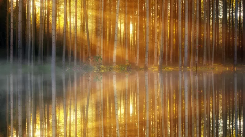 Woodland Forest Trees, Sun light, Mist, Body of Water, Reflection, Sunset, Mirror Lake, Scenic, 5K