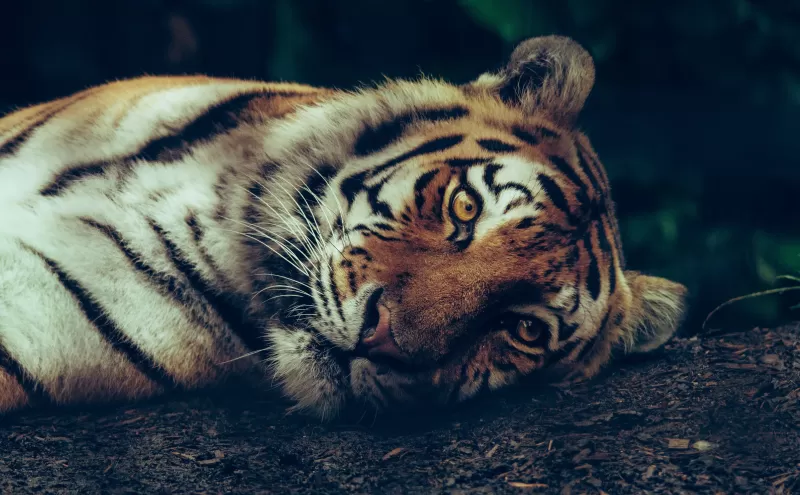 Siberian tiger, Starring, Close up, Selective Focus, Big cat, Carnivore, Predator, Wild animal, 5K