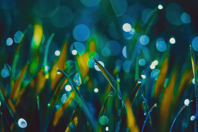 Grass Landscape, Bokeh Background, Dew Drops, Macro, Aesthetic