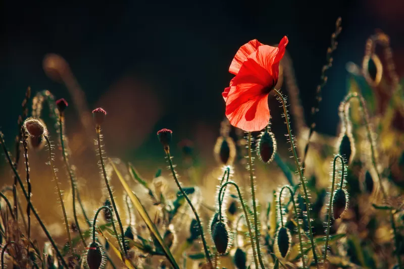 Red poppy wallpaper, Backlit meadow, Golden bokeh