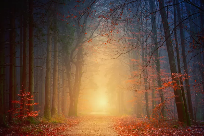 Forest, Autumn, Foggy, Dawn, Pathway, Road, Fall Foliage, 5K