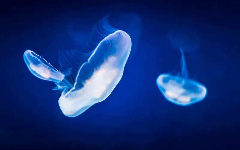 Jellyfishes, Underwater, Blue, Under the Sea, 5K
