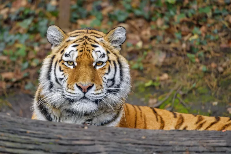 Siberian tigress, Big cat, Amur tiger, Predator, Carnivore, Lying down, Forest, Zoo, Wild animal, Starring, 5K