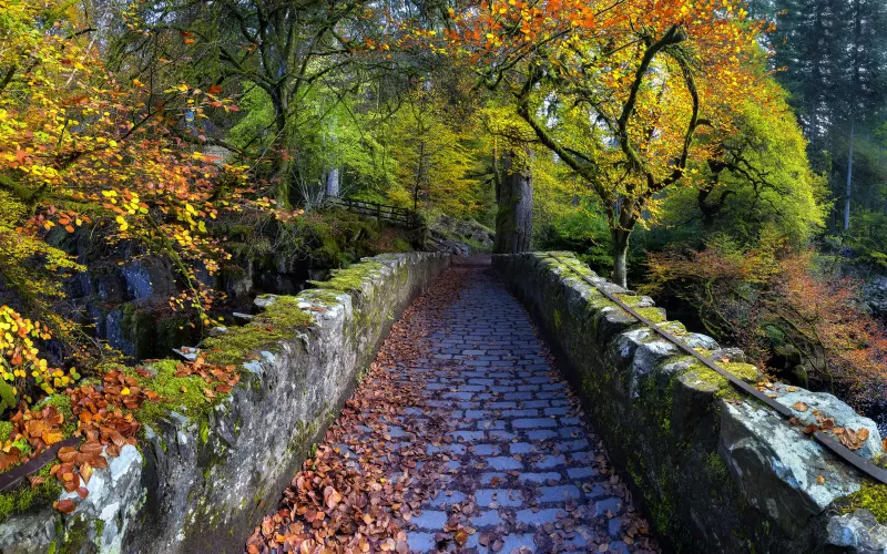 Hermitage bridge, Dunkeld Scotland, Autumn path, 5K wallpaper