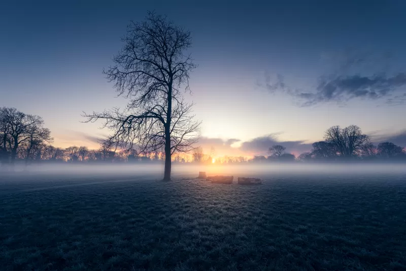 Sunrise, Trees, Silhouette, Early Morning, Morden Hall Park, London, England, Mist, Foggy, Winter, Landscape, Meadow, 5K, 8K