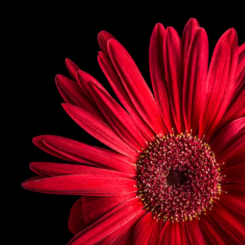 Gerbera Daisy, Red flowers, Black background, AMOLED, Closeup, Macro
