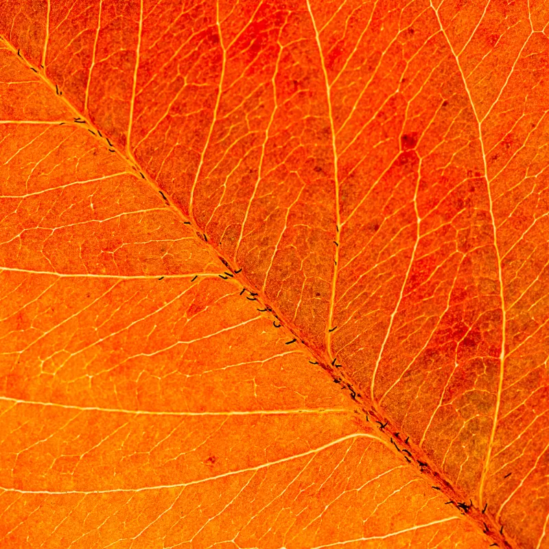 Orange Leaf, Macro, Closeup, Pattern, Texture